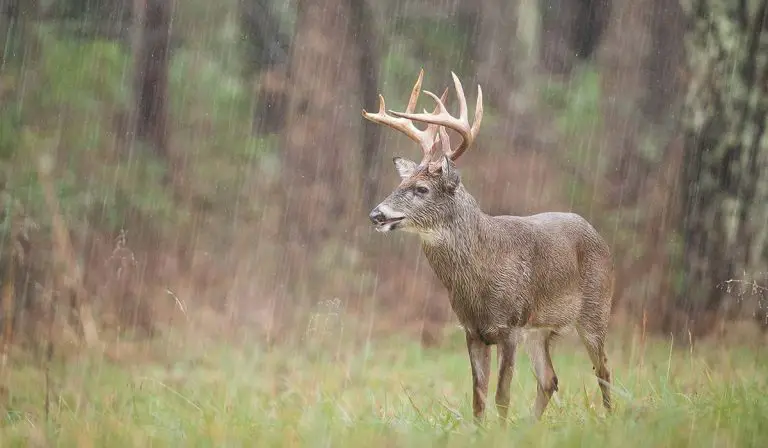 Do Elk Move in the Rain