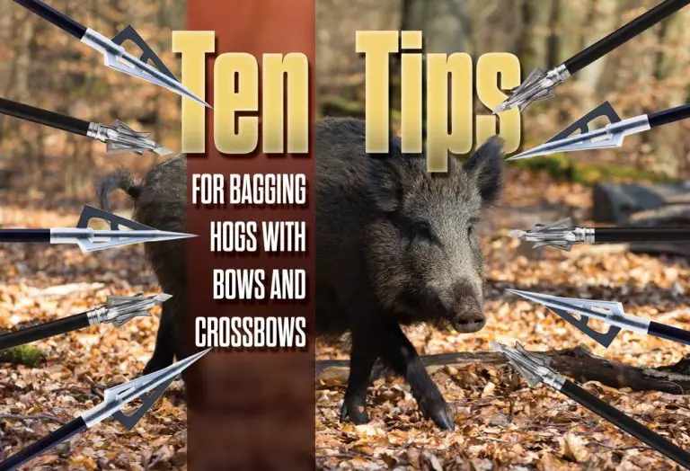 Where to Shoot a Hog With an Arrow