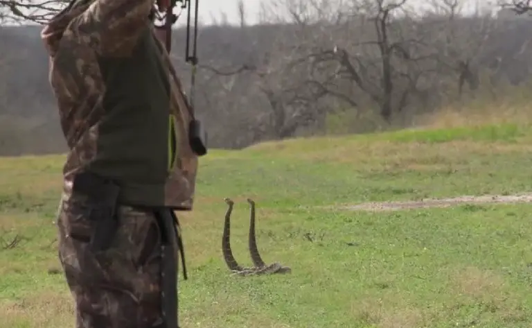 Bowhunter Takes Out Two Rattlesnakes With One Arrow