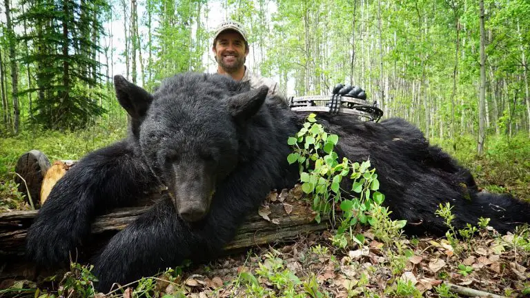 Bear Hunting With a Bow: Tips And Tricks