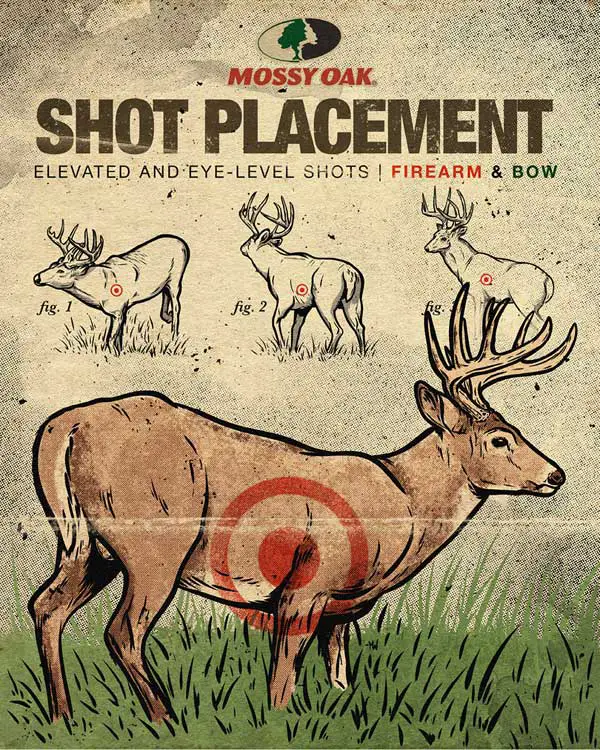 Bow Hunting Shot Placement
