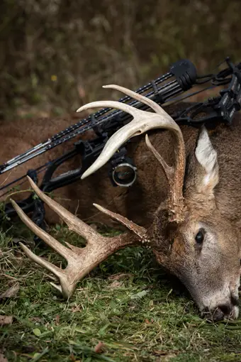 Impact of Bow Hunting on Conservation