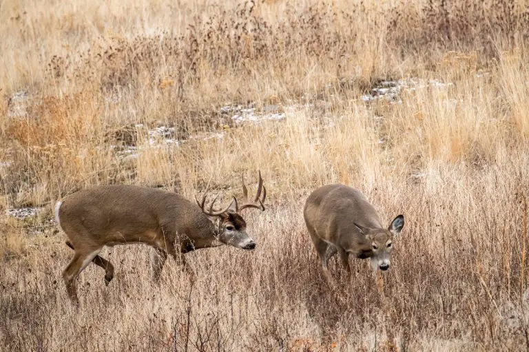Tips for Hunting Whitetail in Rut