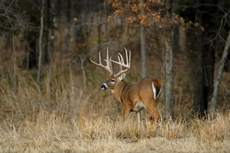 Why are Deer the Most Popular Game for Bow Hunters