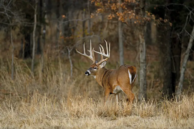 Why are Deer the Most Popular Game for Bow Hunters