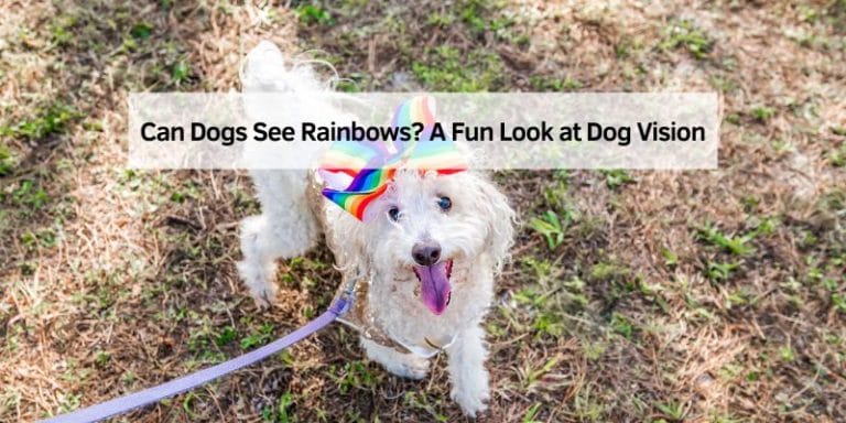 Can Dogs See Rainbows