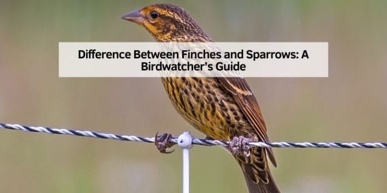 Difference Between Finches and Sparrows