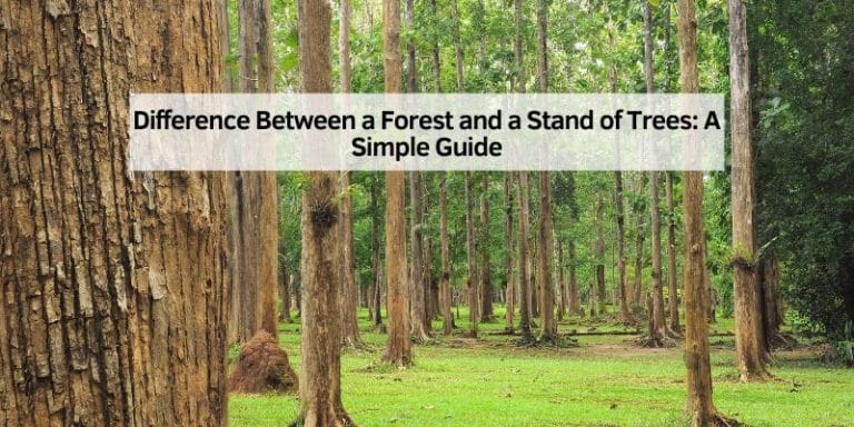 Difference Between a Forest and a Stand of Trees