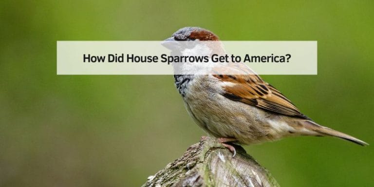How Did House Sparrows Get to America