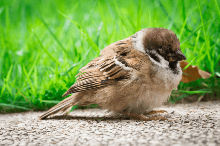 Can Sparrows Get Bird Flu