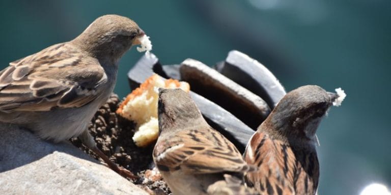 Can Sparrows Eat Bread
