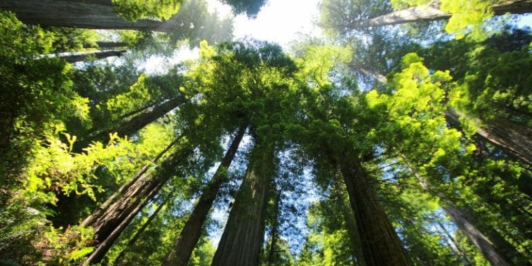 How Do Giant Sequoia Trees Keep Standing