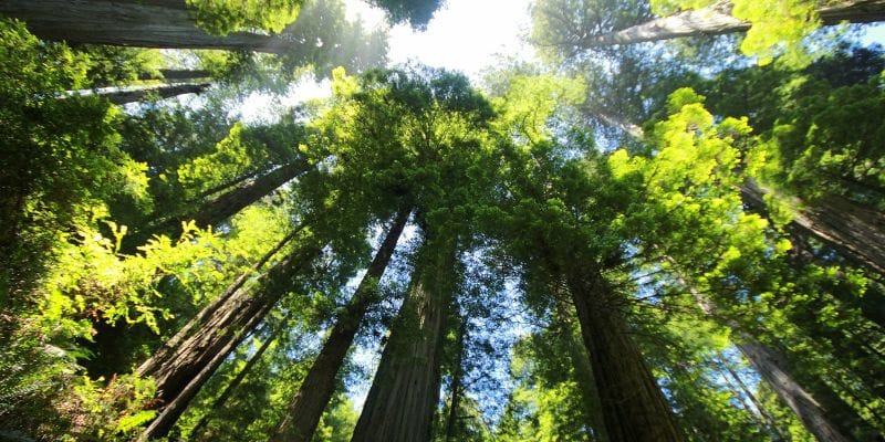 How Do Giant Sequoia Trees Keep Standing
