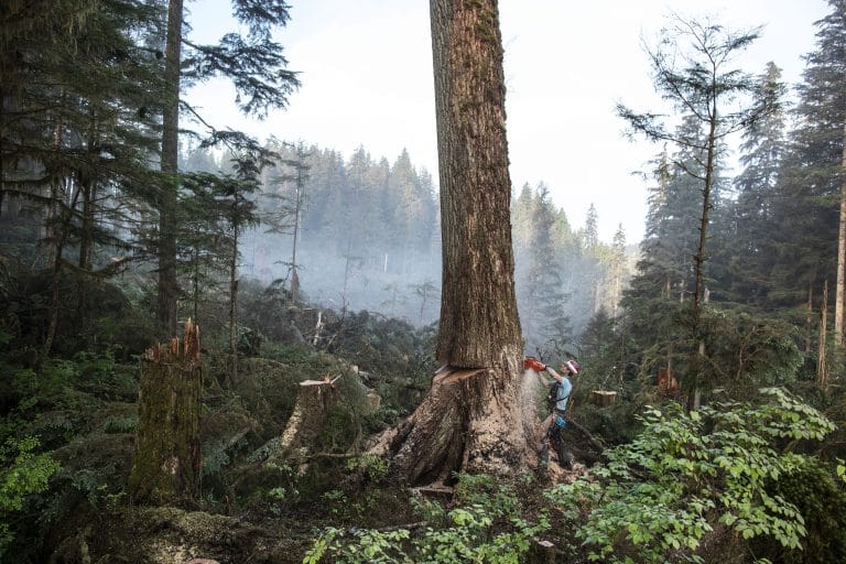 How Do Forests Stand If Trees Live Only 50 Years