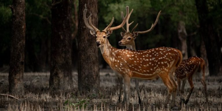 Best 3D Deer Target