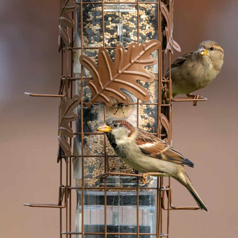 Are House Sparrows Aggressive