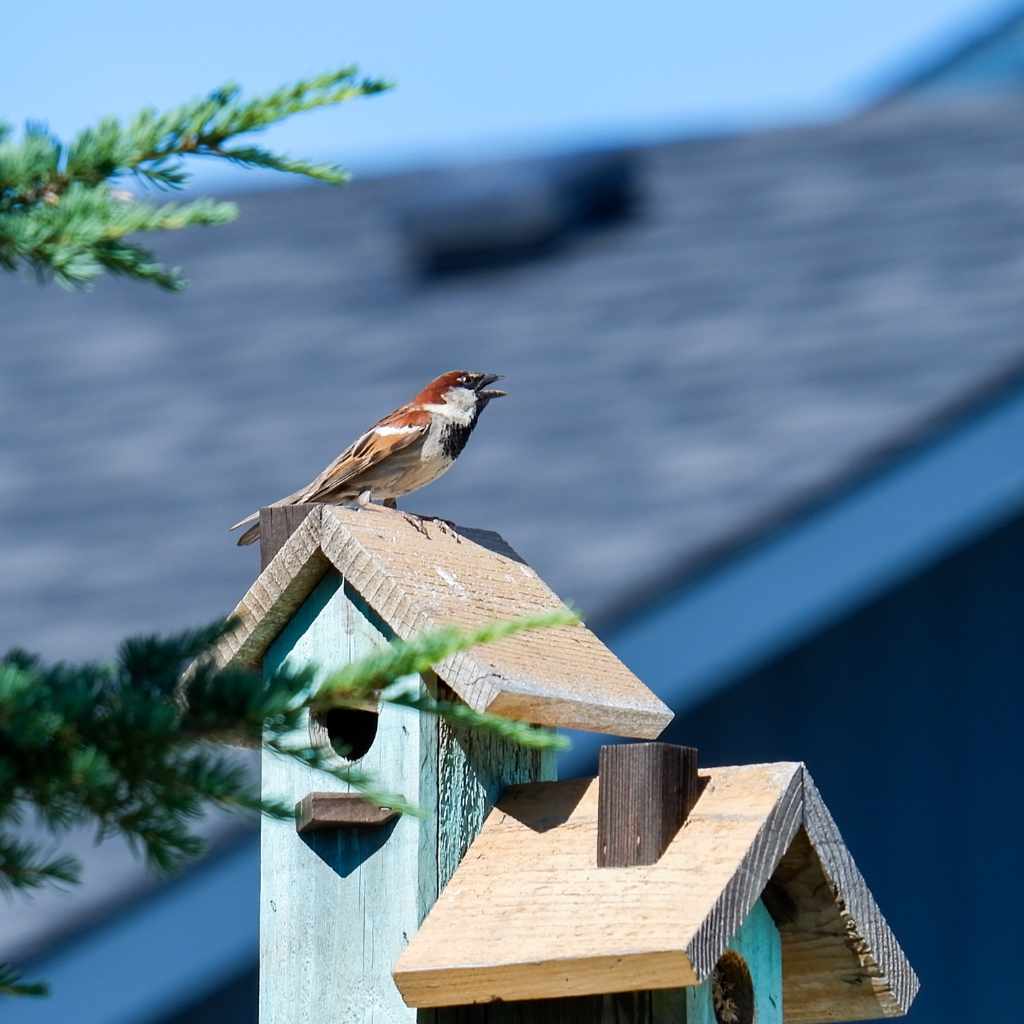 Are House Sparrows Bad
