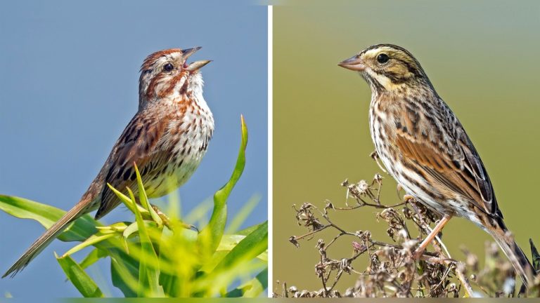 Are Song Sparrows Invasive