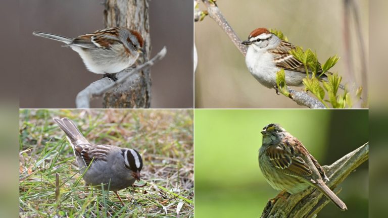Are Sparrows Native to North America