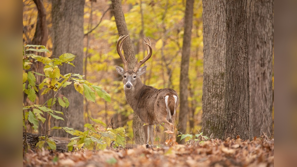 Are You Allowed to Bow Hunt in Missouri Rifle Season