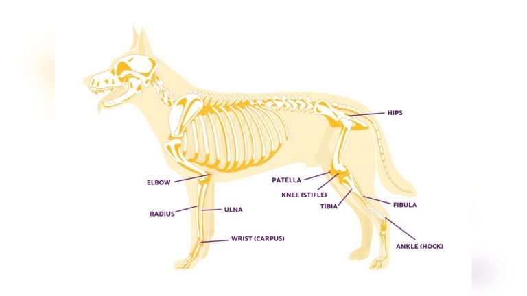 Do Dogs Have Elbows