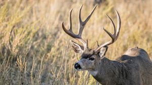 Do Rifle Hunters Go Hunting With Bow Hunters? Surprising Facts