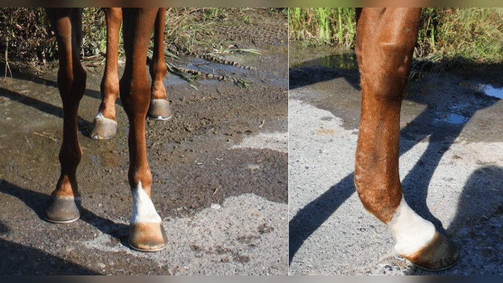 How Does a Horse Bow a Tendon