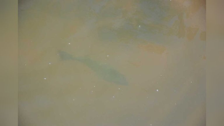 How to Bow Fish in Muddy Water