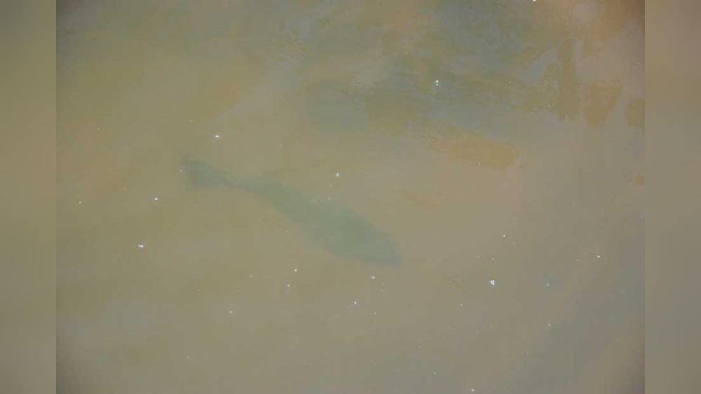 How to Bow Fish in Muddy Water