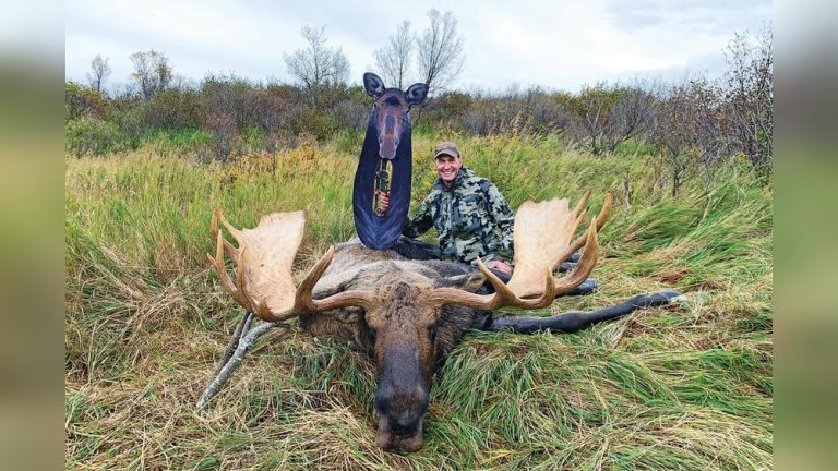 How to Bow Hunt Cow Moose