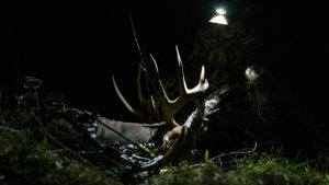 How To Bow Hunt Deer At Night
