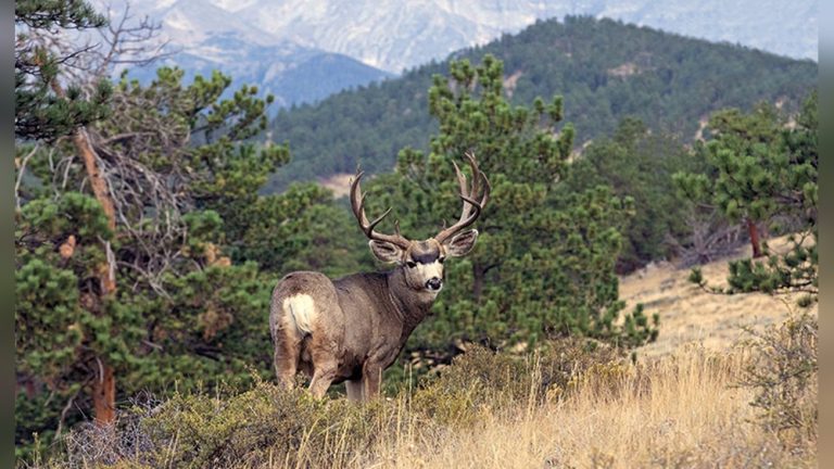 How to Bow Hunt Deer Beginner
