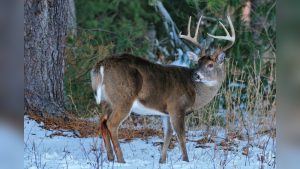 How To Bow Hunt Deer In Late Season