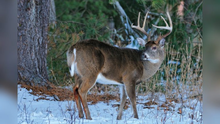 How to Bow Hunt Deer in Late Season