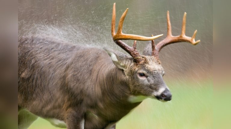 How to Bow Hunt Deer in the Rain