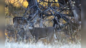 How To Bow Hunt Deer On Windy Days