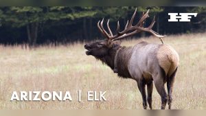How To Bow Hunt Elk In Arizona