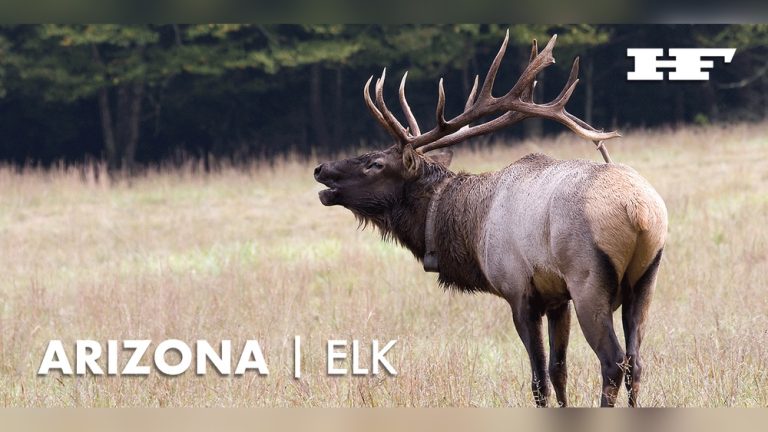 How to Bow Hunt Elk in Arizona