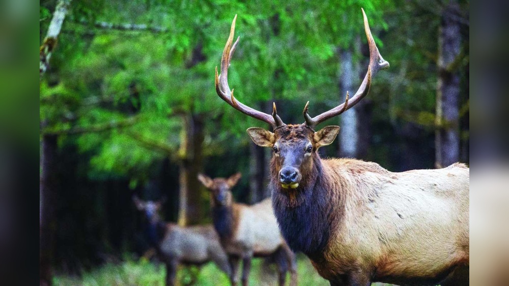 How to Bow Hunt Elk in Oregon
