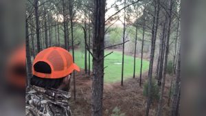 How To Bow Hunt Food Plots