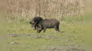 How To Bow Hunt For Pigs In Nc