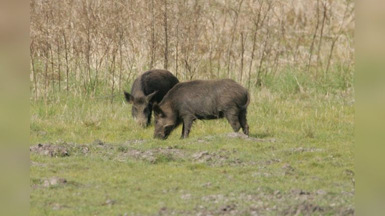 How to Bow Hunt for Pigs in Nc
