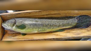 Is Bow Fishing Allowed in Iowa? Rules, Laws, and Tips
