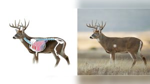Where to Hit a Deer With a Bow Archery Tournament Tips