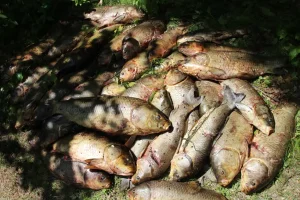 Best Bowfishing Arrows for Carp (2026): we compared