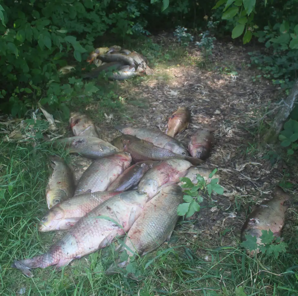 Close-up of a bowfishing arrow tip and shaft being inspected beside carp scales