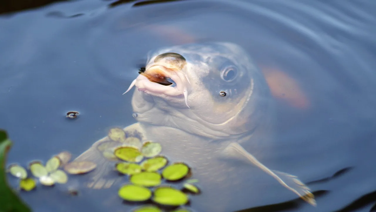 What is the best bowfishing arrow for carp