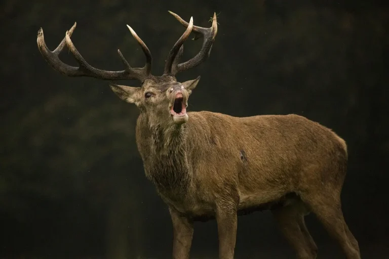 Hunter aiming a crossbow from a blind at dawn in a wooded deer hunting setting