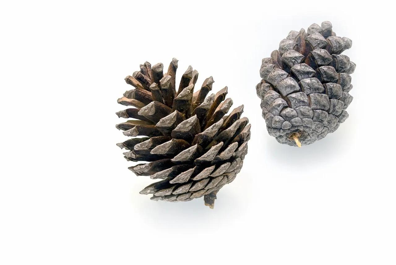 How do cedar, fir, pine, maple, and ramin compare?