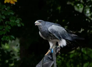 Black Eagle Spartan Arrow Review: Worth It for Hunting?